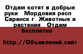 Отдам котят в добрые руки - Мордовия респ., Саранск г. Животные и растения » Отдам бесплатно   